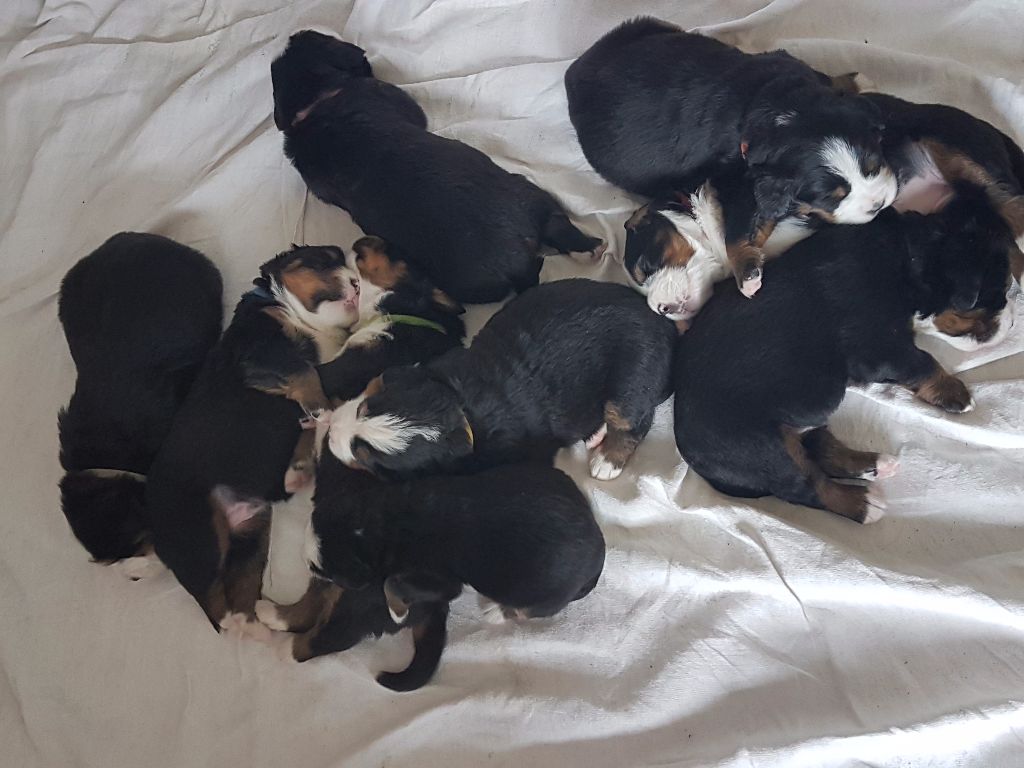 Les chiots de Jinka